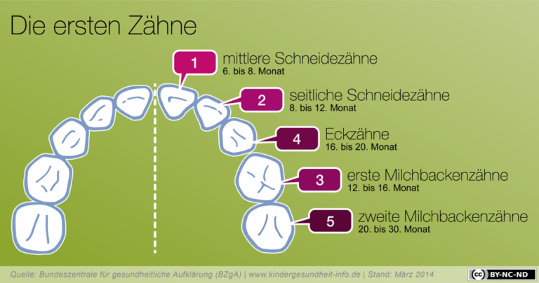 Zahnentwicklung bei Kindern (Infografik) – Unser Baby Blog – Rakkers.org