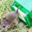 Durch wie kleine Löcher passt eine Maus? Wie klein sich eine Maus machen kann