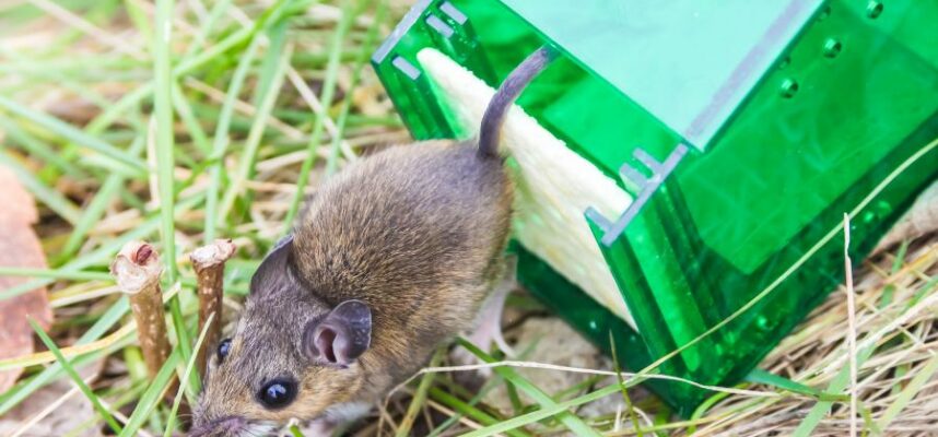 Durch wie kleine Löcher passt eine Maus? Wie klein sich eine Maus machen kann